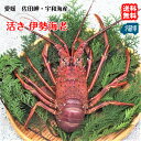 伊勢海老 (1-3尾で400-500g分) 活き 刺身 焼物 茹でる 汁物 送料無料 宇和海の幸問屋 愛媛百貨店