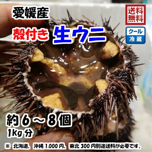 生ウニ 殻付き 約6～8個 1kg 愛媛 天然 紫ウニ 赤ウニ 素潜り海士 送料無料 北海道/沖縄/東北は別途送料 浜から直送 宇和海の幸問屋 愛媛百貨店