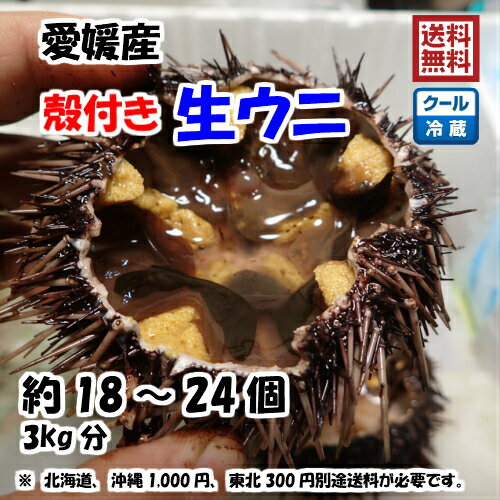 生ウニ 殻付き 約18～24個 3kg 愛媛 天然 紫ウニ 赤ウニ 素潜り海士 送料無料 北海道/沖縄/東北は別途送料 浜から直送 宇和海の幸問屋 愛媛百貨店