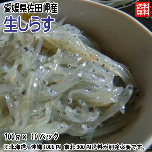 愛媛 佐田岬産 ( 生しらす 1kg ) 100g×10p 冷凍便 送料無料 北海道・沖縄・東北は別途送料 浜から直送 無添加・無着色 宇和海の幸問屋 愛媛百貨店