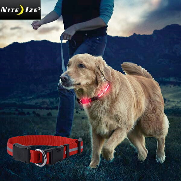 ݥǺ15%OFFNITE IZE ʥȥ LIGHT UP DOG COLLAR 饤ȥå ɥå顼  ߥ...