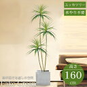 【全品最大P23倍●11日01:59まで】観葉植物 フェイク ユッカツリー 人工観葉植物 160cm 鉢付き リアル シンプル 水やり不要 インテリア 玄関 リ...