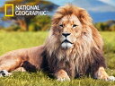 3D ジグソーパズル 【アフリカライオン】500ピース NATIONAL GEOGRAPHIC ライオン 動物 かっこいい おうち時間 脳トレ プレゼント 知育玩具
