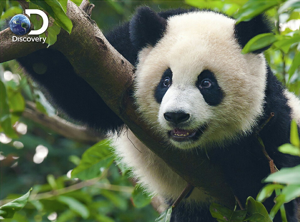 3Dポスター【パンダ】