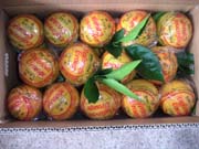 バレンシャオレンジ贈答用7kg