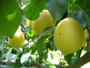 無農薬完熟レモン約2.kg 【送料無料】但し、北海道,沖縄300円追加）