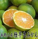 和歌山産 極早生みかん(青切りみかん) 5kg 秀品(贈答用にも)送料無料
