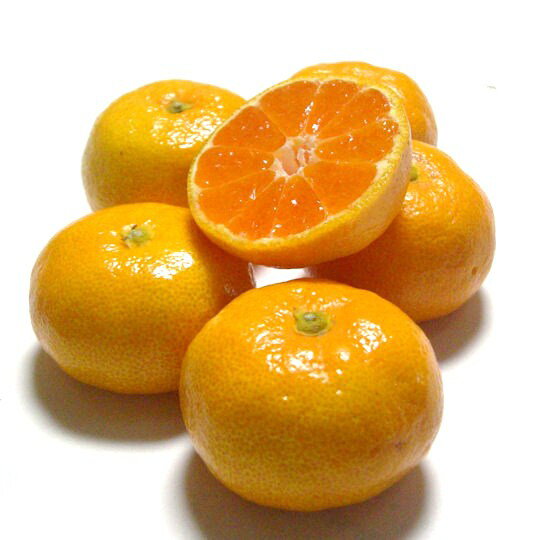 ハウスみかん8個入り×4パック 和歌山産 ギフト 送料無料