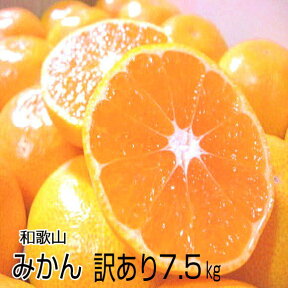 【送料無料】和歌山産 濃厚な味の温州みかん7.5kg　【ちょっとだけ訳あり・家庭用】とろける美味しさ！