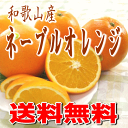 国産ネーブルオレンジ【訳あり・家庭用】5.5kg 和歌山産 送料無料