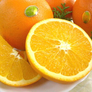 【送料無料】和歌山産　高級ネーブルオレンジ“果物の王様”5.5kg　24〜27玉