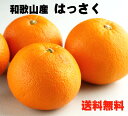 はっさく 八朔 2Lサイズ 5kg 和歌山産 送料無料