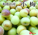 【送料無料】和歌山産 小梅 約2kg/4kg 少し訳あり