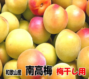 完熟青梅 南高梅2L・3L 10kg【梅干し用】和歌山産 送料無料