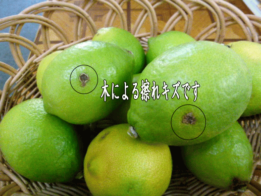 国産(和歌山産)グリーンレモン/レモン 訳あり 3kg 【防腐剤不使用/ノーワックス】