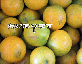 【送料無料】【訳あり】和歌山産≪バレンシアオレンジ≫5kg めずらしい国産オレンジ