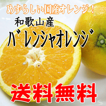 【送料無料】【訳あり】和歌山産≪バレンシアオレンジ≫5kg めずらしい国産オレンジ