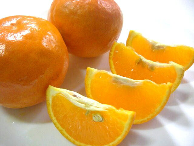 サンプル画像2