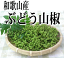 和歌山産　山椒の実（生） 500g ぶどう実山椒/朝倉山椒【実山椒】【クール便】