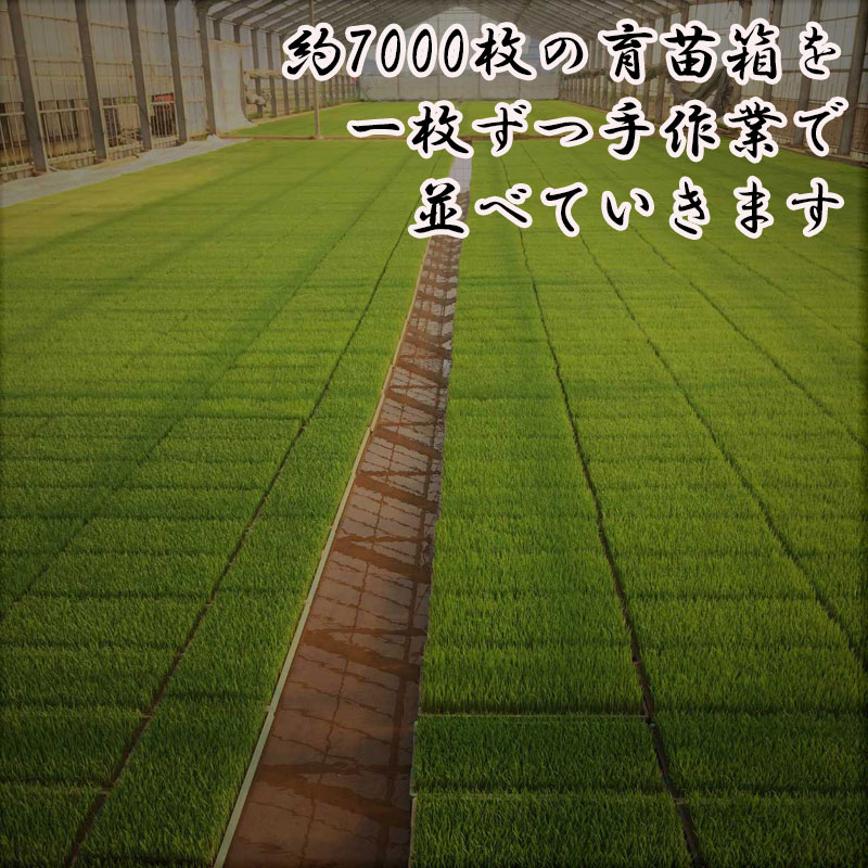 ≪新米　令和2年産≫ 庄内産【氷河米】はえぬき白米20kg（5kg×4袋）