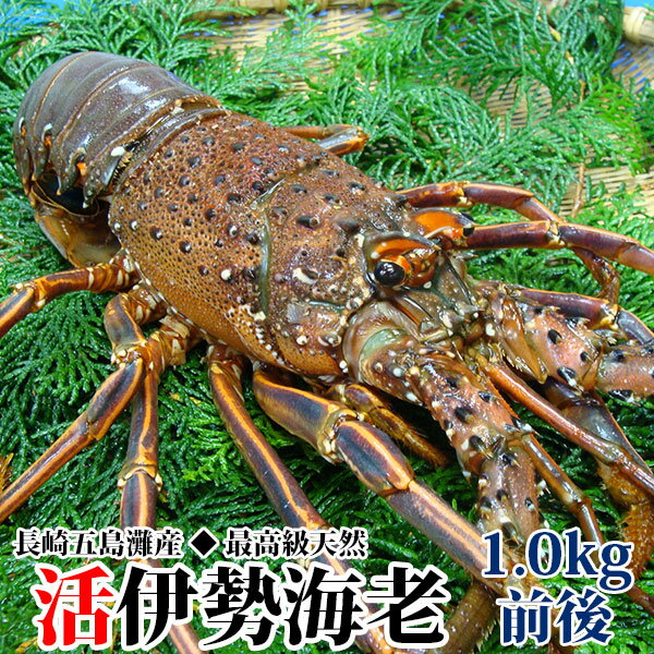 ギフト 長崎産天然活伊勢海老 特大サイズ　1.0kg前後1尾(5人前前後）『送料無料』 プレゼント 贈答用 お祝い縁起物 伊勢エビ イセエビ