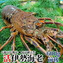 長崎産天然活伊勢海老 大サイズ 600g