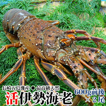 ギフト 長崎産天然活伊勢海老 大サイズ 600g前後2尾(1尾約30cm)『送料無料』プレゼント 贈答用 お祝い 縁起物 伊勢エビ イセエビ RCP