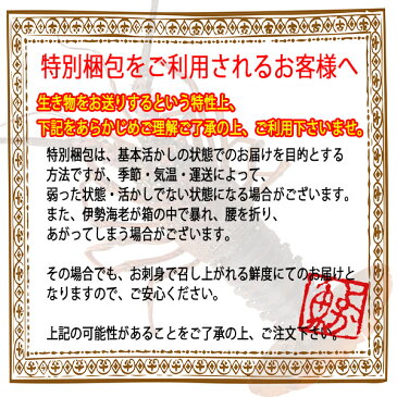 ギフト 長崎産天然活伊勢海老 大サイズ 600g前後2尾(1尾約30cm)『送料無料』プレゼント 贈答用 お祝い 縁起物 伊勢エビ イセエビ RCP