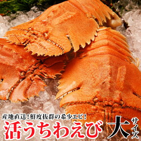 活うちわえび(大) 計1kg(1尾170g前後〜200g前後)あの伊勢海老よりも甘味、旨味たっぷりウチワエビ！これぞ幻の逸品！ ≪代引不可≫贈答用 レア TV グルメ 伊勢エビ