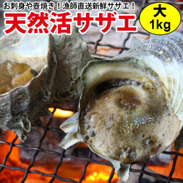 房州の特大さざえ(1ケ 約400g・活・冷蔵) ここまで大きくなるには6〜7年！型・サイズ・味のどれをとっても最高！壷焼き・刺身に　磯の香りと食感がたまりません！