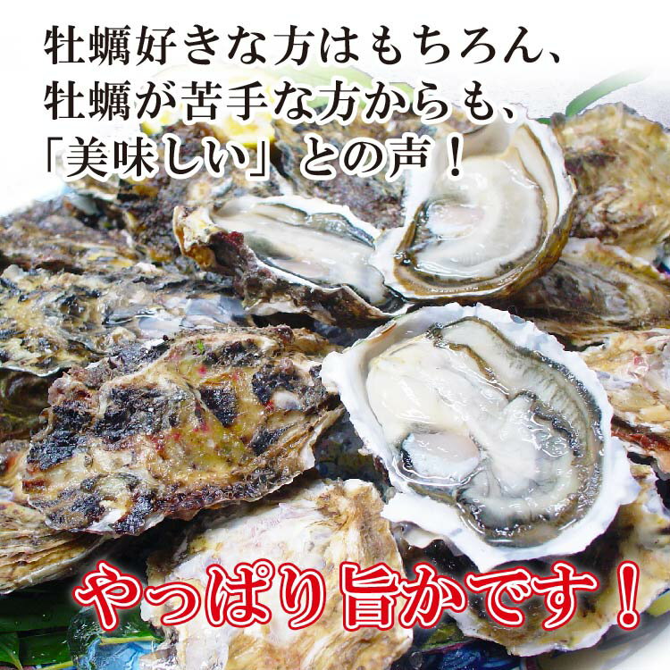 予約受付開始！12月6日よりお届け！高島一年若牡蠣(カキ) 計3kg(30個前後)から計10kg身のギュッと引き締まった濃厚なかき！九十九島 牡蠣 かき 殻付き 生食用 生牡蠣 生ガキ - Image 3
