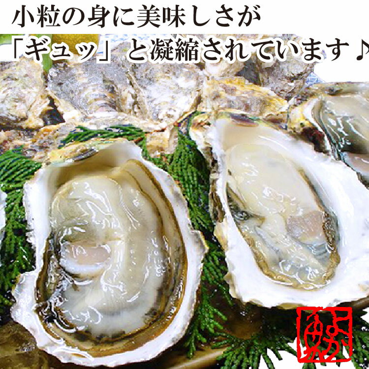 予約受付開始！12月6日よりお届け！高島一年若牡蠣(カキ) 計3kg(30個前後)から計10kg身のギュッと引き締まった濃厚なかき！九十九島 牡蠣 かき 殻付き 生食用 生牡蠣 生ガキ - Image 2