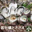ギフト 高島の一年若牡蠣(カキ)天然活サザエ おいしいセット(小)九十九島 牡蠣 殻付き 生かき 生食用 冬ギフト