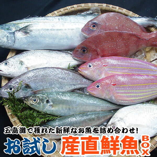 お魚好きの方必見！ 旬の魚をお試しとは思えない質と量でご提供！お試...