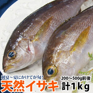 イサキ(いさき) 計1kg(1尾あたり200g〜500g)鮮度抜群！九州 西海国立公園の大自然の中で育ちました！九十九島鮮魚