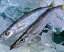 【カマスの王様!アカカマス(かます )】100g〜150g前後 計1kg前後 長崎産・高級魚種