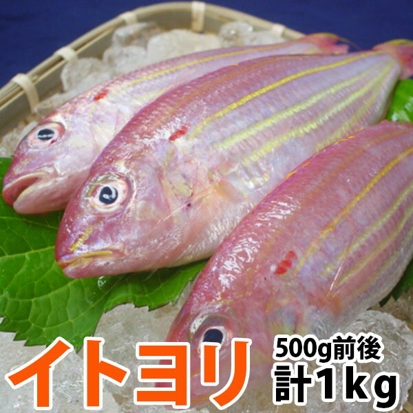 イトヨリダイの旬と釣り方を解説 どんな料理にもあう高級魚を狙ってみよう Tsuri Hack 釣りハック イトヨリダイの旬と釣り方を解説 どんな料理にもあう高級魚を狙ってみよう Tsuri Hack 釣りハック