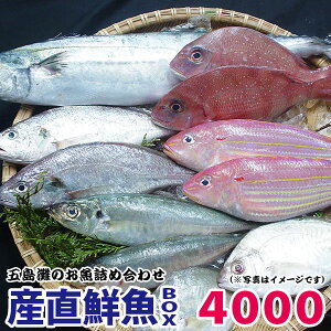 お得なおまかせ新鮮！産直鮮魚ボックス4000社長イチ押し！ギフト 熨斗 メッセージ九十九島鮮魚