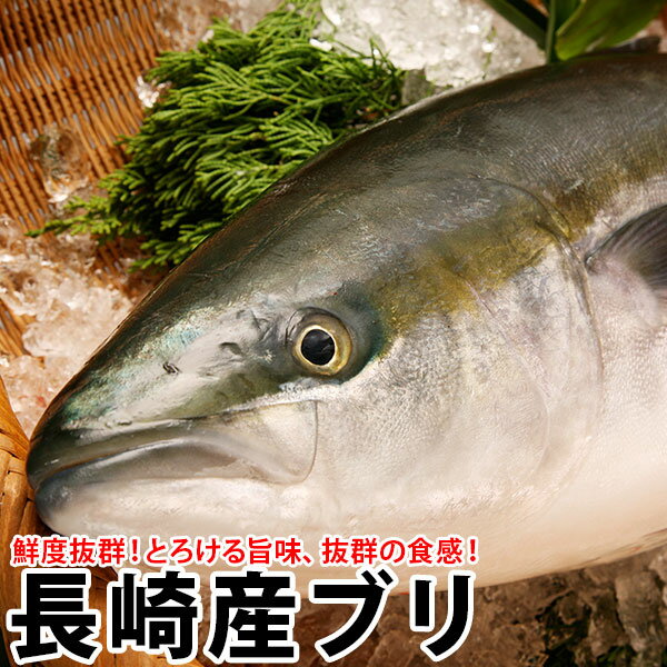 ギフト ぶり 【当店ブリ人気NO.1 送料無料】ブリ(半天然)　4.5kg前後1本対馬海流の荒波にもまれて、たっぷり脂ののった極上のぶり！お口の中でとろけます〜九十九島鮮魚