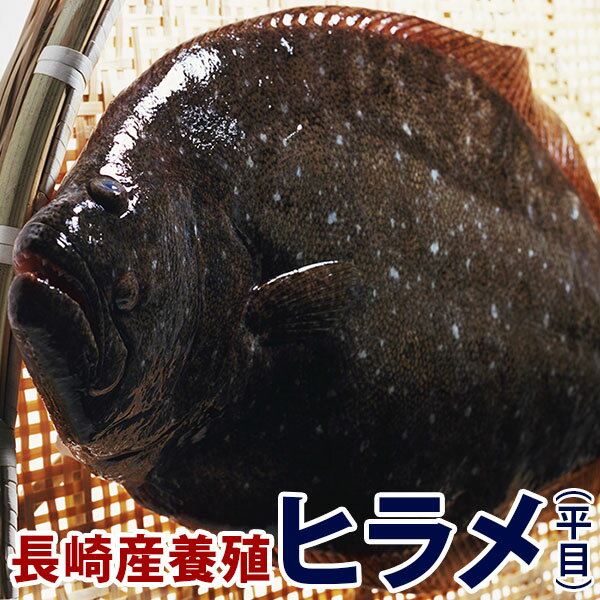 養殖ヒラメ(ひらめ)　1.3kg前後1尾長崎県五島灘の大自然で育った美味しいヒラメをどうぞ！九十九島鮮魚のサムネイル