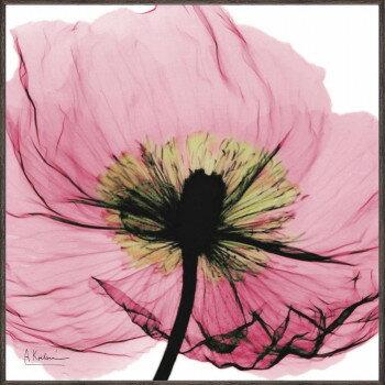 �桼�ѥ X RAY �����Х������ȡ֥ԥ󥯥ݥԡ�(��������S)�� XR-05802