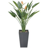 光触媒加工をしてあります花 観葉植物造花 人工観葉植物 光触媒加工 代引き 同梱不可 光の楽園光触媒加工人工観葉植物ストレチア1 6m 115e900 27 あっとらいふ 光触媒加工をしてあります花 観葉植物造花 人工観葉植物 光触媒加工 代引き 同梱不可 光の楽園光触媒加工人工観葉植物ストレチア1 6m 115e900 27 あっとらいふ