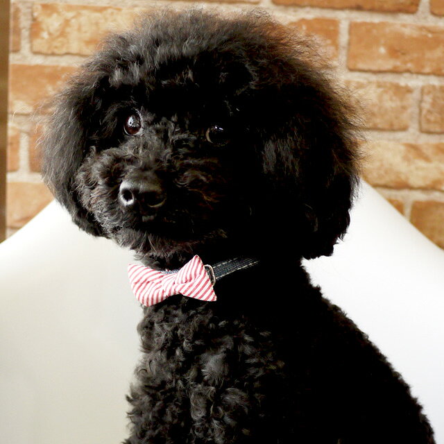 FEERIQUE（フェリーク） デニムリボンカラー 首輪 M ドッグウェア 小型犬 fdenim