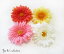 【1870円以上ゆうパケット送料無料】コサージュ/夏 キレイめ ガーベラ 花 フラワーコサージュ ヘアクリ..