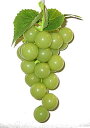 フルーツ サンプル ブドウ（グリーン色、艶あり） 合成ゴム製 6cmx6cmx長さ14cm 重さ58g グレープ