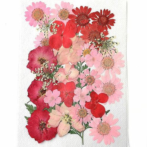  ߥå ԥ󥯡åɷ 1410cm 1 pf20 GreenRoseYumi
