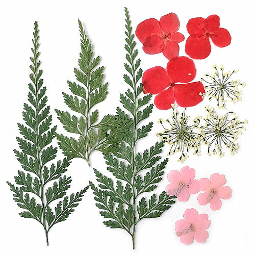 ������ �ߥå��� �ԥ󥯡���åɷ� 14��10cm������ 1�� pf20 GreenRoseYumi