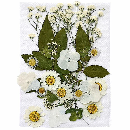  ߥå ۥ磻ȷ 1410cm 1 pf21 GreenRoseYumi