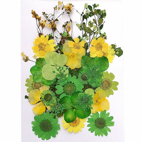  ߥå ꡼󡦥 1410cm 1 pf31 GreenRoseYumi