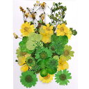 押し花 ミックス グリーン・イエロー系 14×10cmサイズ 1枚 pf31 GreenRoseYumi